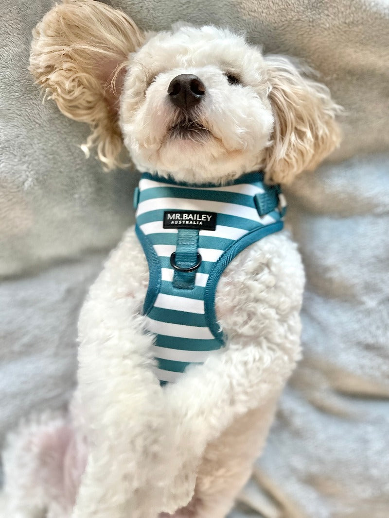 Harness - Teal Stripe