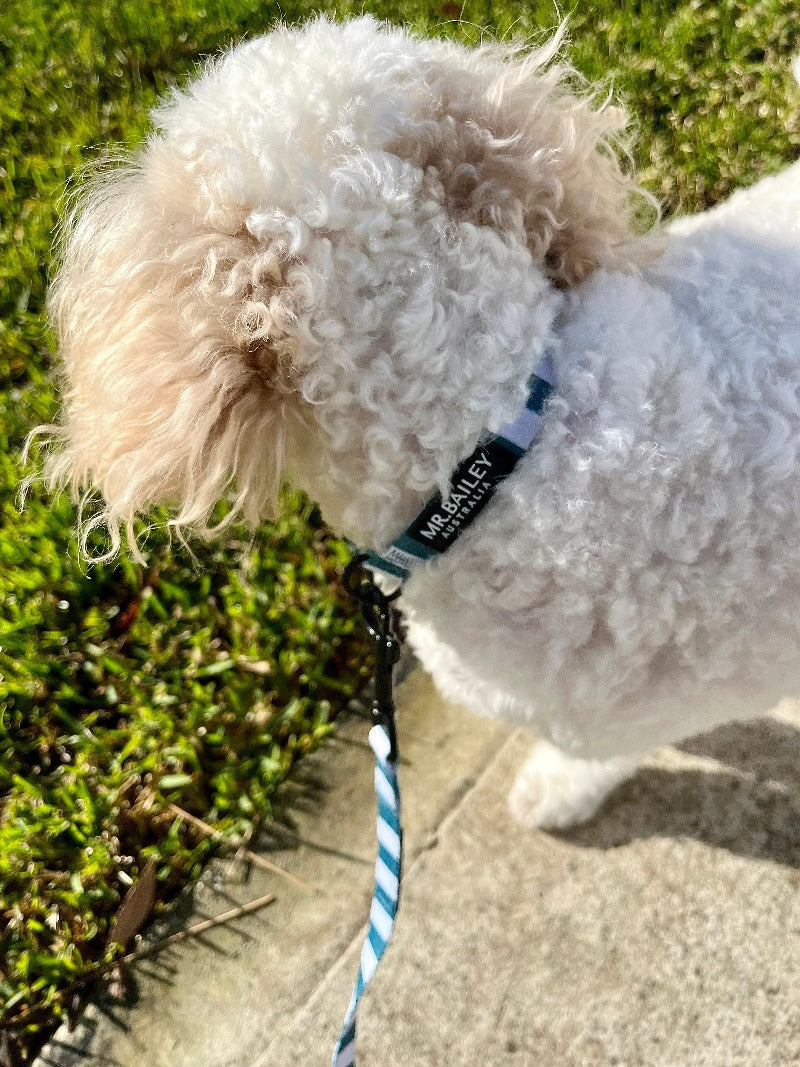 Collar - Teal Stripe